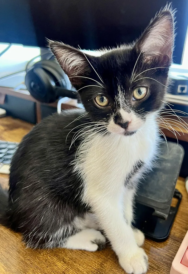 Tuxaloosa Lee thumbnail 2