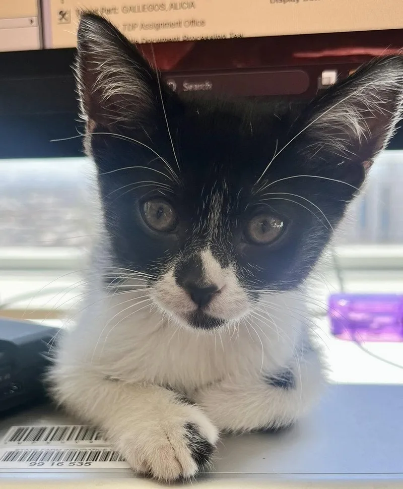 Tuxaloosa Lee thumbnail 3