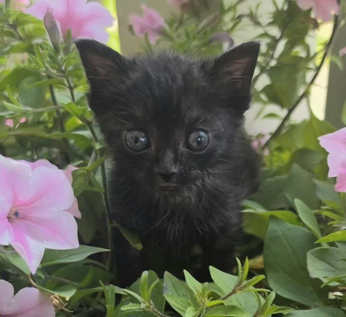 A baby medium-sized female Black Domestic Short Hair cat named Emmaline for adoption in Johnson City, TN