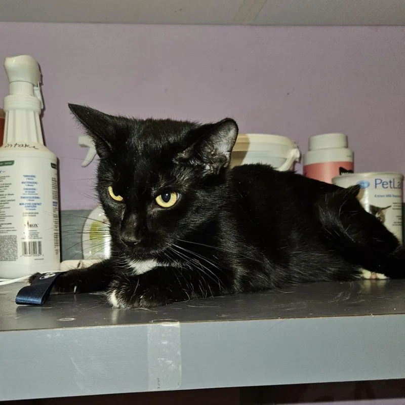 An adult medium-sized female Black Domestic Short Hair cat named Persephone for adoption in Cedar Rapids, IA