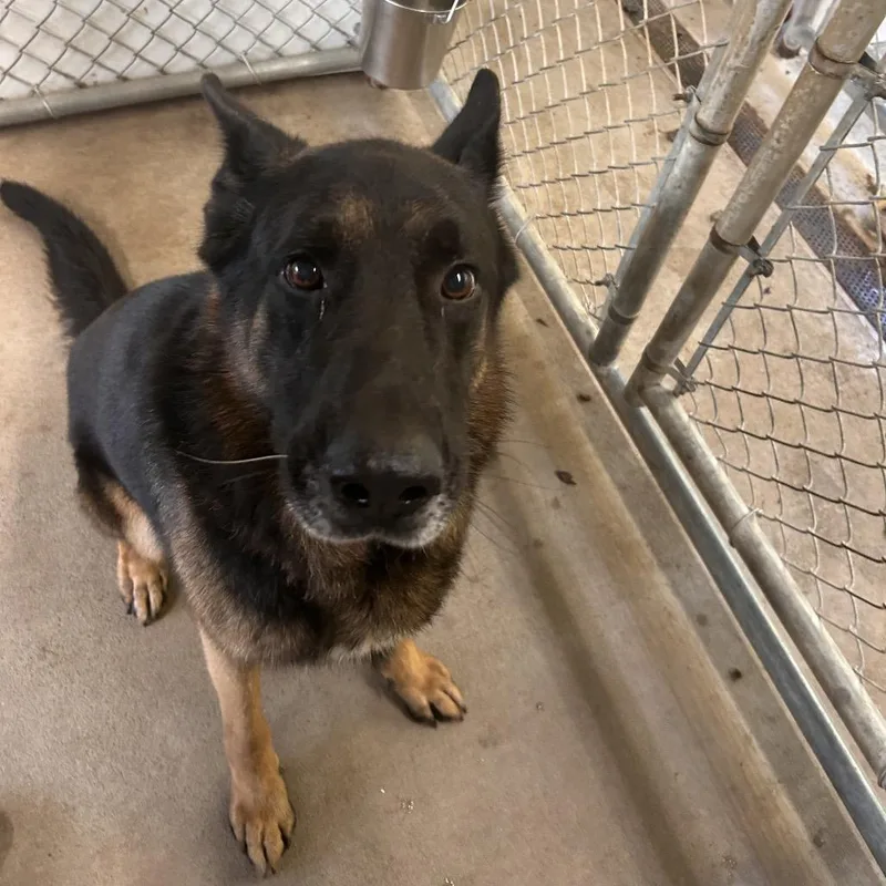 An adult extra large-sized male Black German Shepherd Dog dog named Lucas for adoption in Mount Gilead, NC