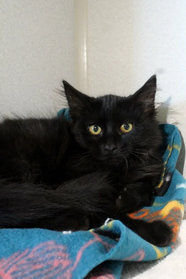 A baby medium-sized female Domestic Medium Hair cat named Rayven for adoption in Napa, CA