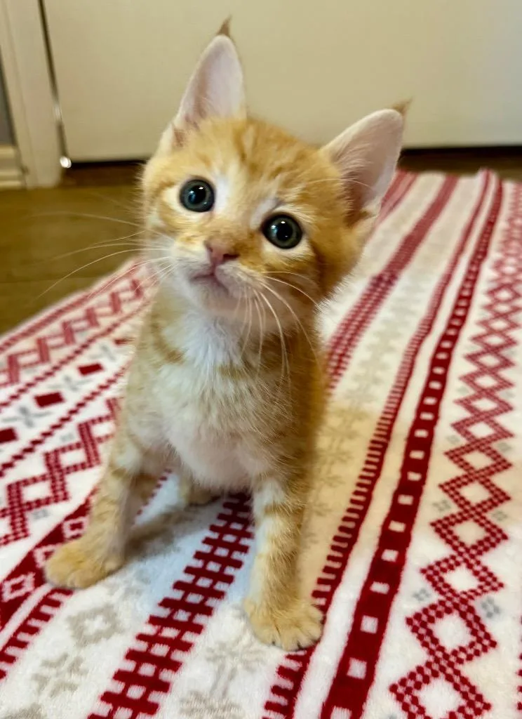 A baby medium-sized female Domestic Short Hair cat named Olive for adoption in Claremore, OK
