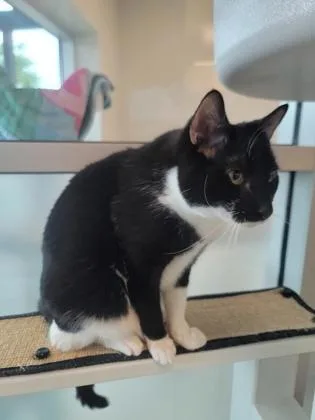 An adult small-sized male Domestic Short Hair cat named Max for adoption in Roseville, CA