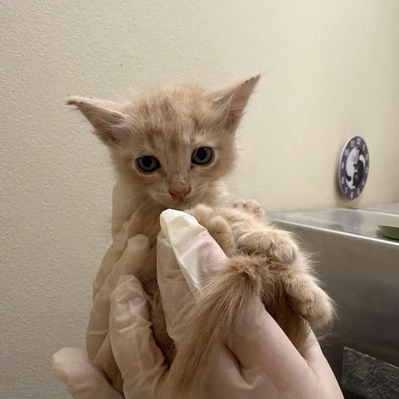 A baby small-sized male Buff / Tan / Fawn Domestic Long Hair cat named Michael for adoption in Las Vegas, NV