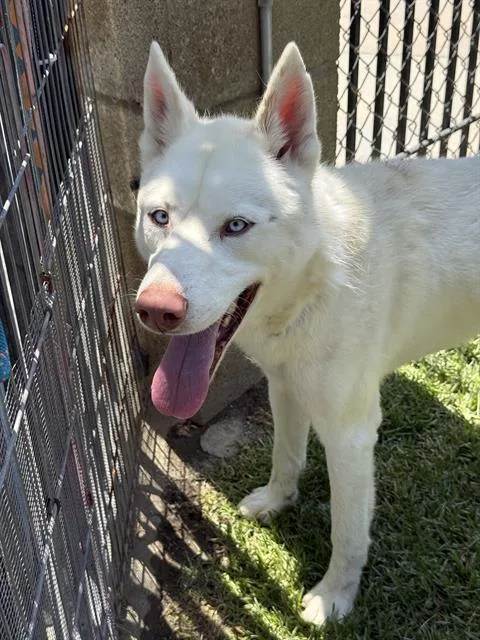 A young large-sized male Siberian Husky dog named Casper for adoption in Riverside, CA