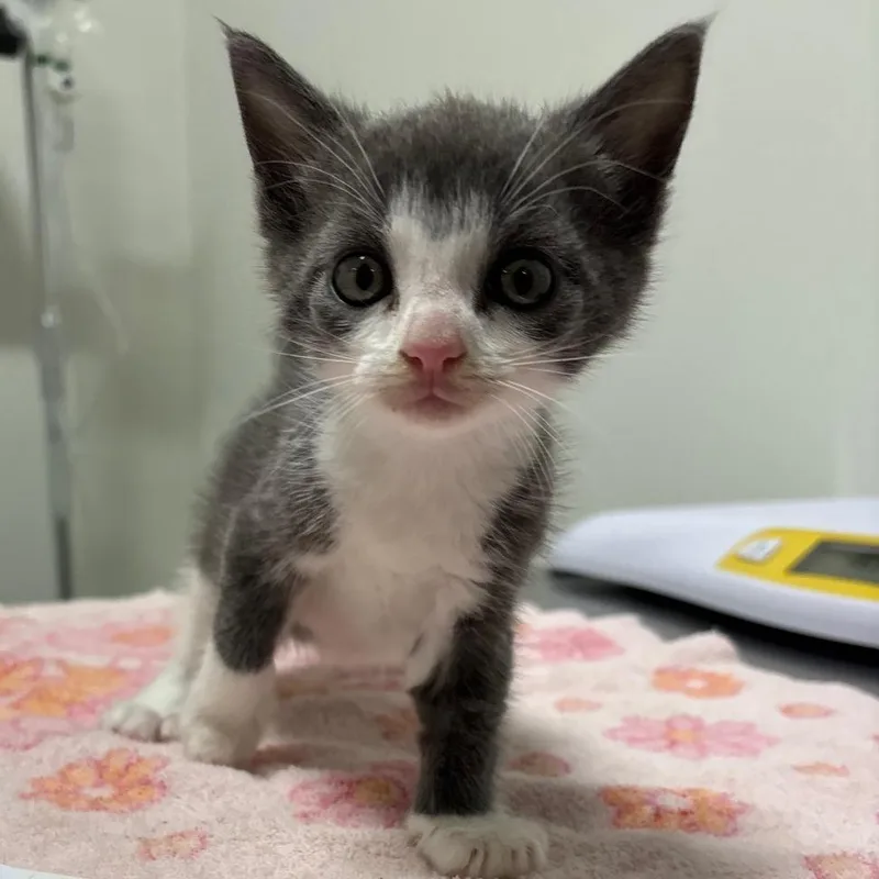 A baby small-sized male Domestic Short Hair cat named Petrie for adoption in York, PA