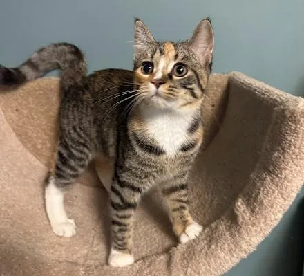 A baby medium-sized female Tabby (Brown / Chocolate) Domestic Short Hair cat named Peggy for adoption in Andover, MN