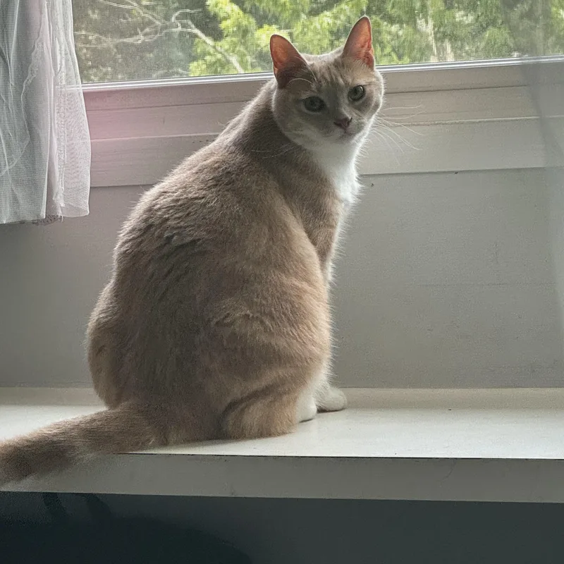 Minx & Kiwi thumbnail 2