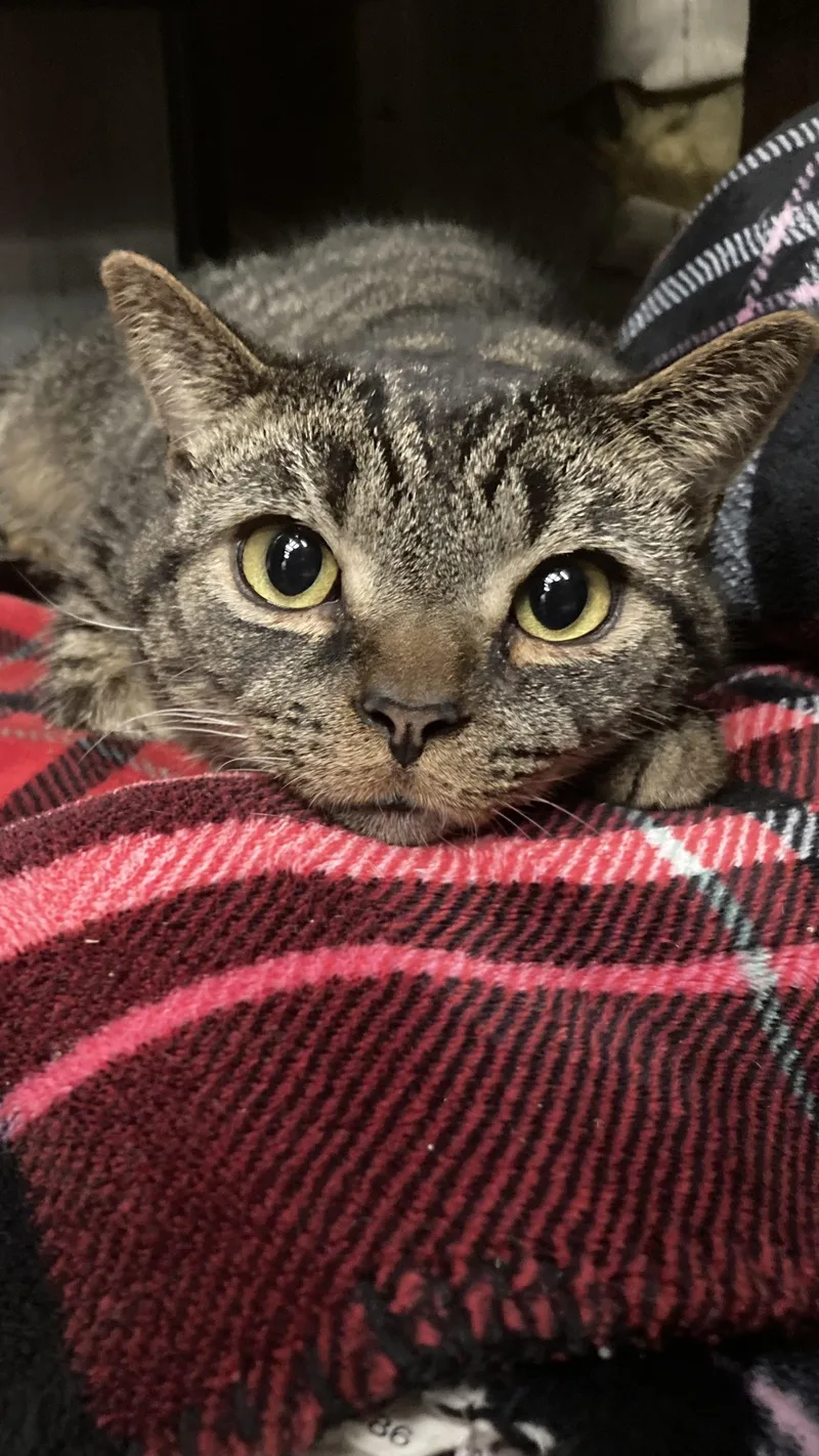 Minx & Kiwi thumbnail 3