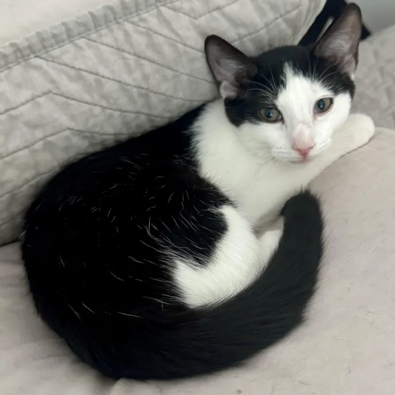 A baby medium-sized female Black & White / Tuxedo Domestic Short Hair cat named Kalea for adoption in Memphis, TN