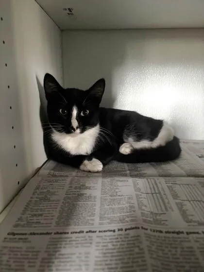 An adult small-sized male Black & White / Tuxedo Domestic Short Hair cat named Elvis Purrsley for adoption in Harlingen, TX