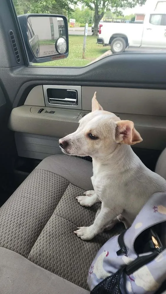 An adult small-sized male Chihuahua dog named Opie for adoption in McMinnville, TN