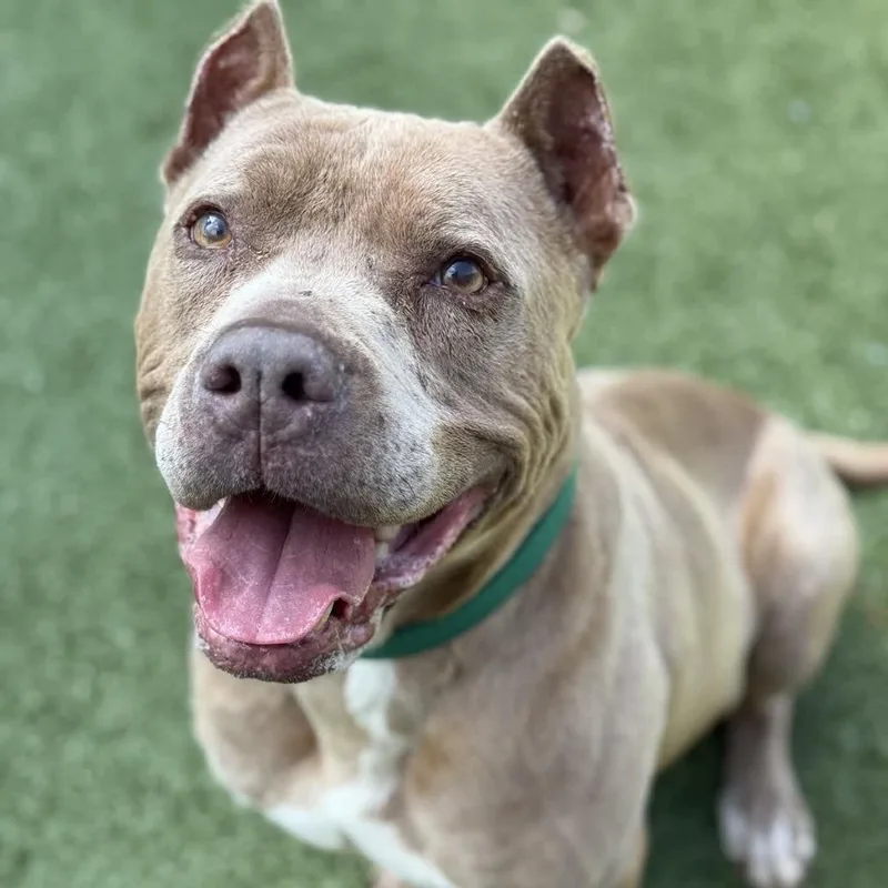 A senior large-sized male Yellow / Tan / Blond / Fawn Pit Bull Terrier dog named Koba for adoption in Greensboro, NC