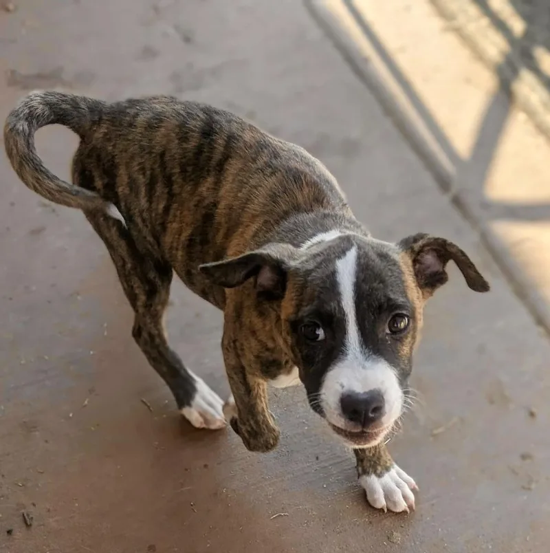 A baby medium-sized female Brindle Pit Bull Terrier dog named Scottie for adoption in Shawnee, OK
