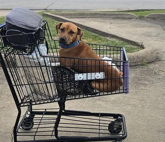 A young medium-sized male Pit Bull Terrier dog named Fido for adoption in Garland, TX