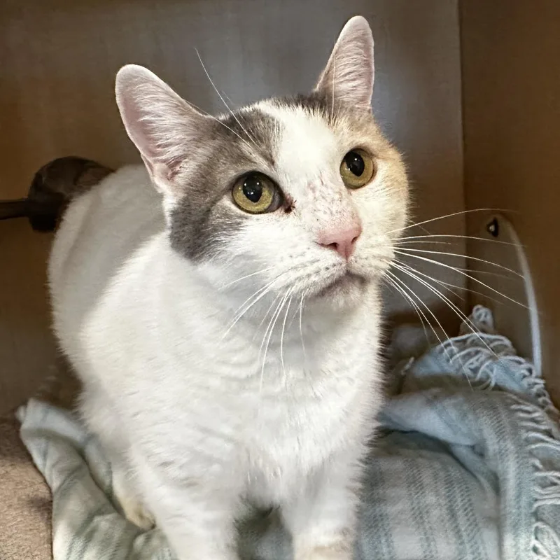 A senior large-sized female White Domestic Short Hair cat named Cinema for adoption in Washington Township, OH