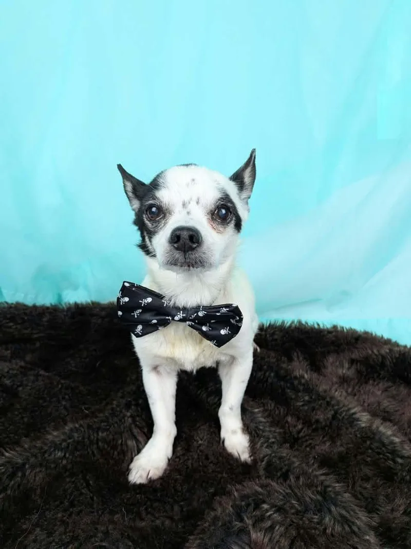 An adult small-sized male White / Cream Chihuahua dog named Callum for adoption in Round Rock, TX