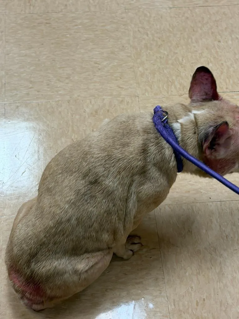 An adult medium-sized female Pit Bull Terrier dog named JenAaay for adoption in Douglasville, GA