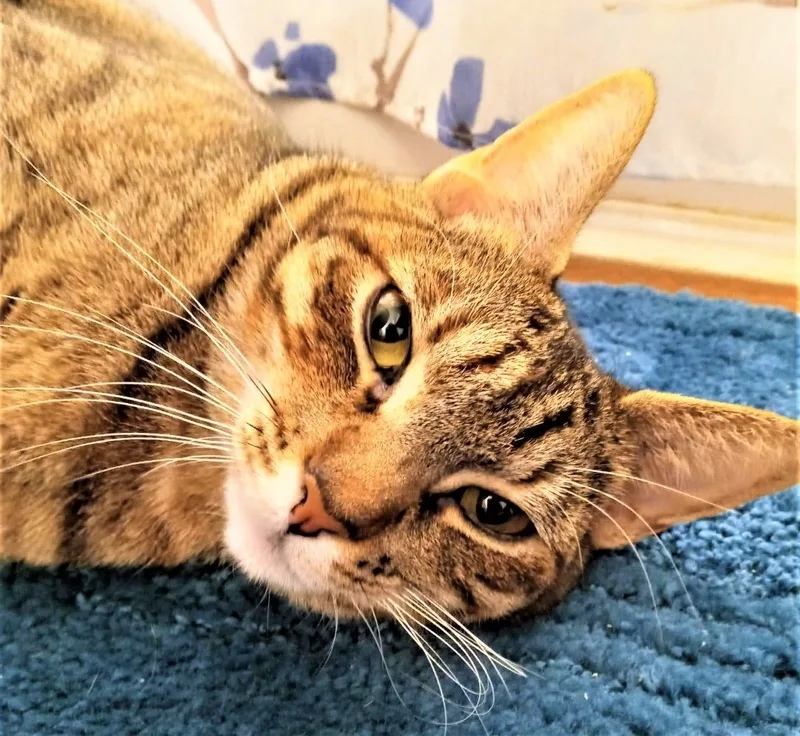 Hopeful Mia thumbnail 3