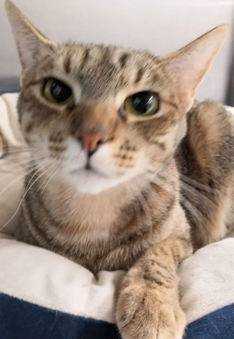 Hopeful Mia thumbnail 4