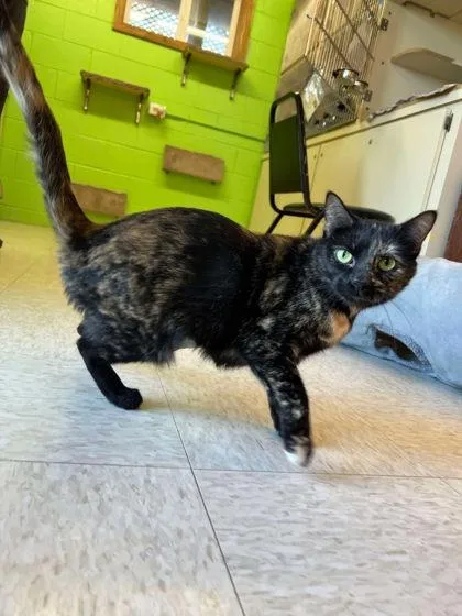 An adult medium-sized female Domestic Short Hair cat named Mow Mow for adoption in Scottsbluff, NE