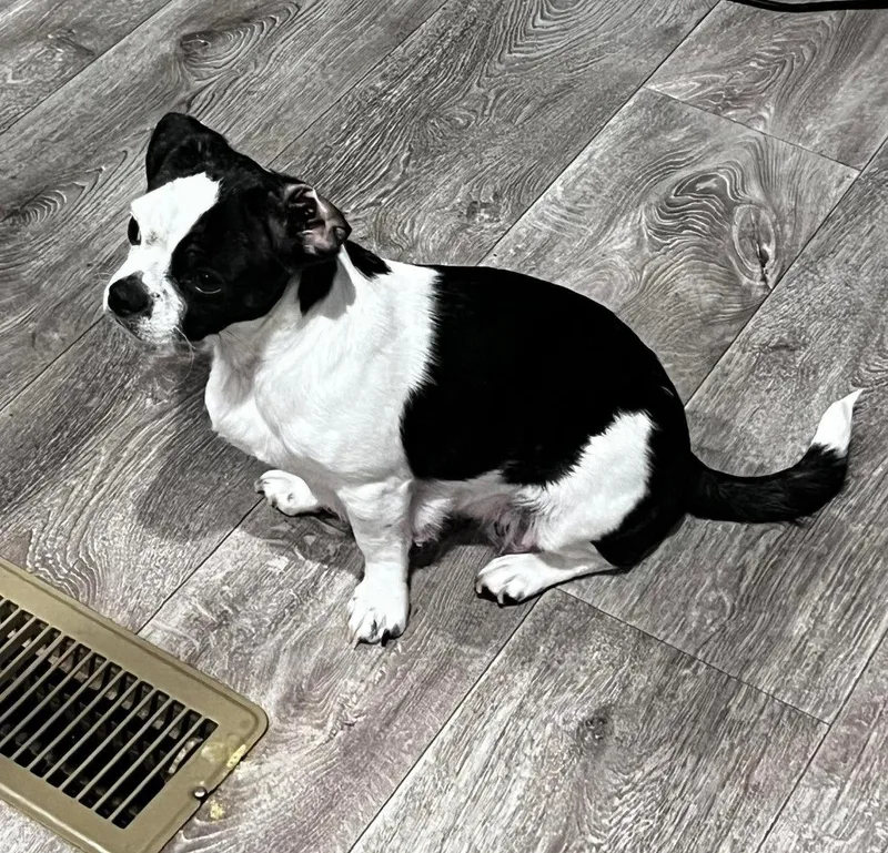 A young small-sized female Boston Terrier dog named Momma Patches for adoption in Grafton, WI