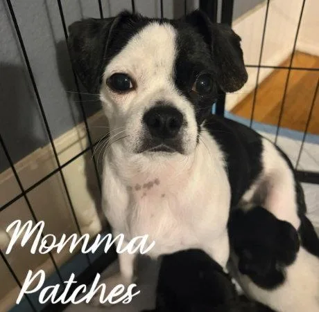 Momma Patches thumbnail 2