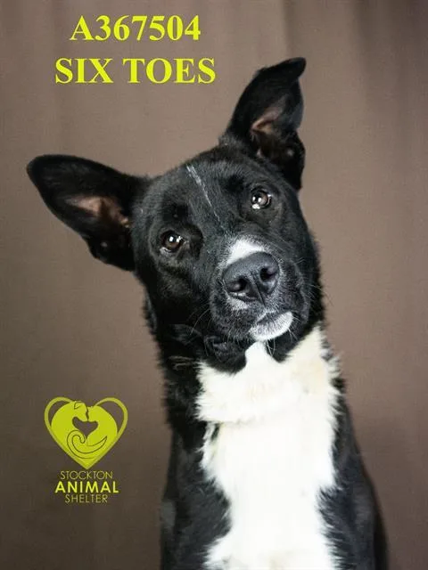 Six Toes thumbnail 2