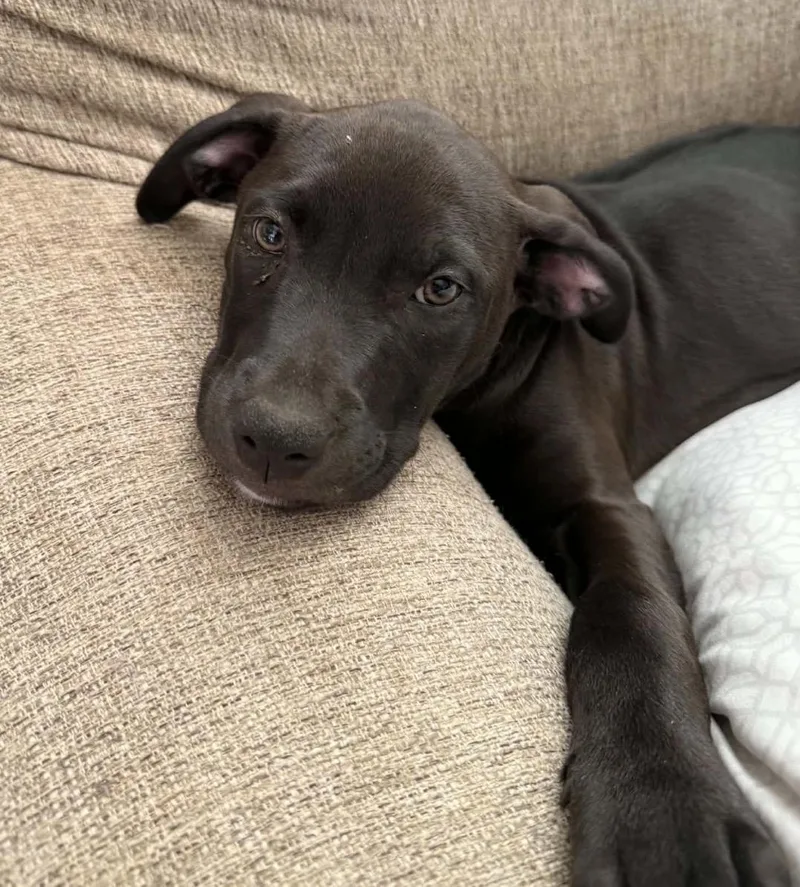A baby medium-sized female Bicolor Mixed Breed dog named Jade for adoption in Maineville, OH