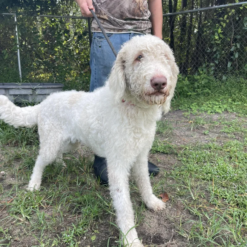 An adult large-sized male Goldendoodle dog named Whitey for adoption in Sebring, FL