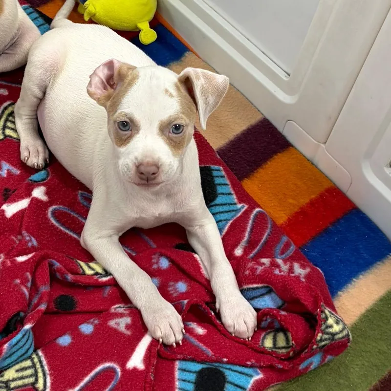 A baby medium-sized male White / Cream Mixed Breed dog named Sourdough for adoption in Greensboro, GA