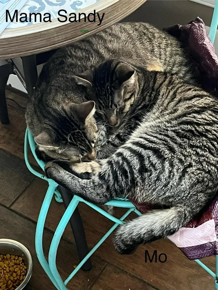 An adult medium-sized male Domestic Short Hair cat named Mo for adoption in Virginia Beach, VA