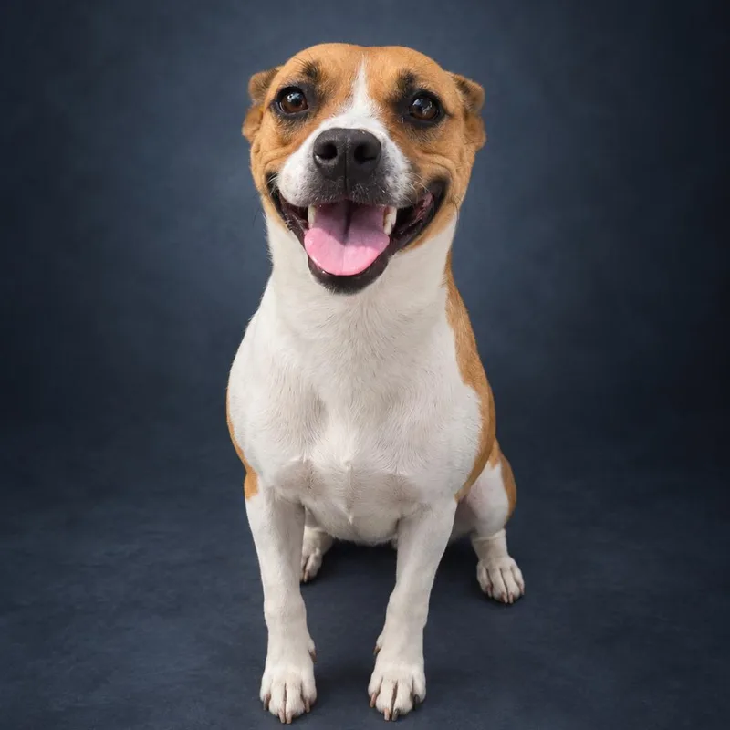 An adult medium-sized female Yellow / Tan / Blond / Fawn Mixed Breed dog named Smiley for adoption in Newport, TN