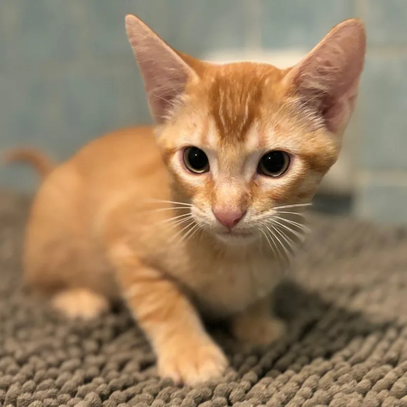 A baby small-sized male Orange / Red Domestic Short Hair cat named Snacks for adoption in Houston, TX