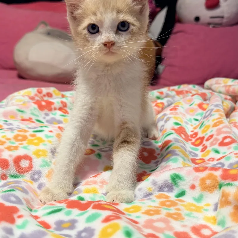 A baby medium-sized male Buff & White Domestic Short Hair cat named Sonny for adoption in Miami, FL