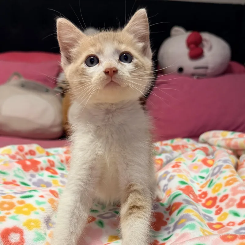 Sonny thumbnail 2