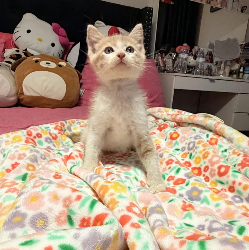 Sonny thumbnail 4