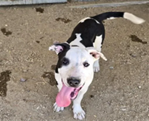 Domino