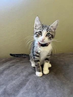 A baby small-sized male Brown / Chocolate Domestic Short Hair cat named Bru for adoption in La Jolla, CA