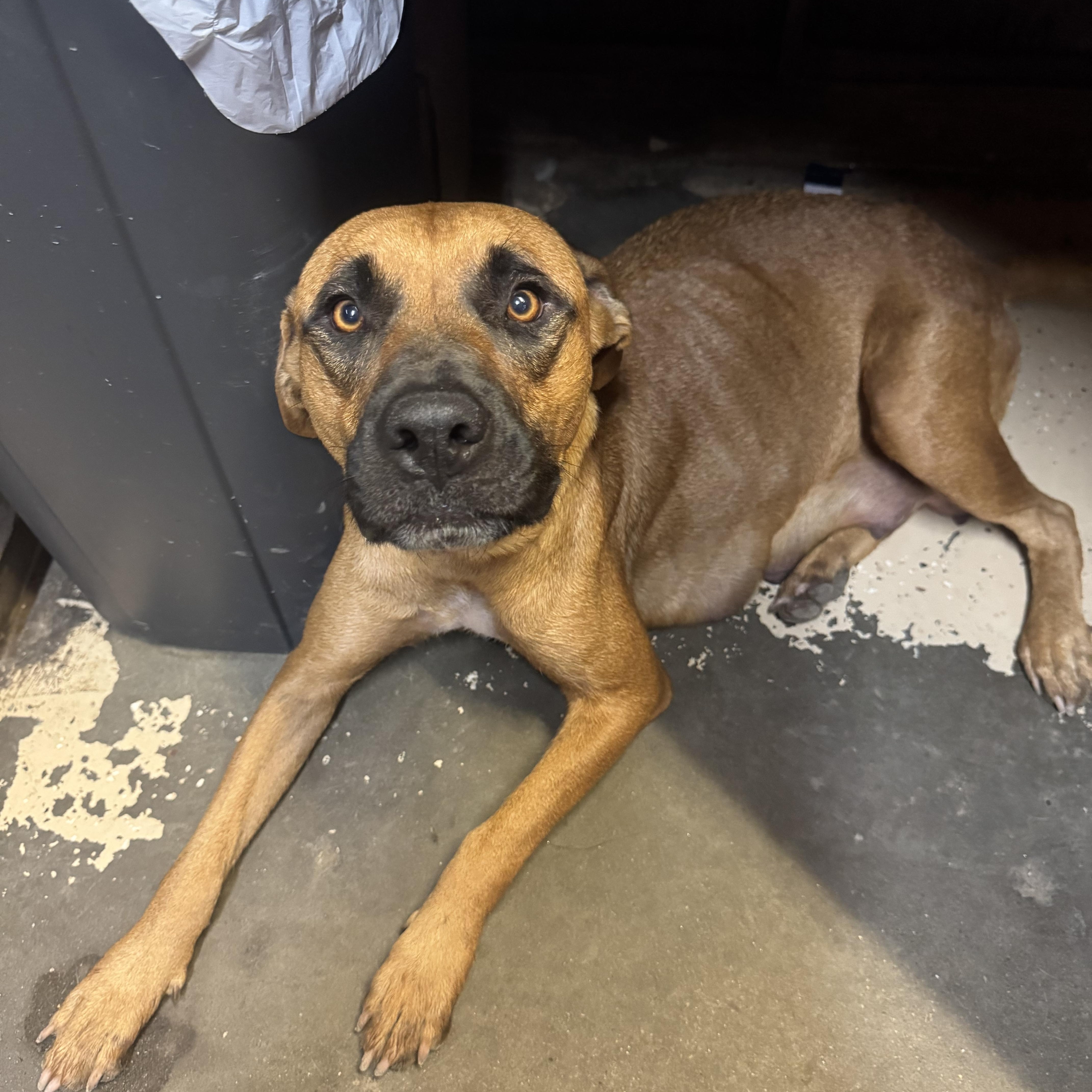 An adult medium-sized female Black Mouth Cur dog named Jenny for adoption in Mission, TX