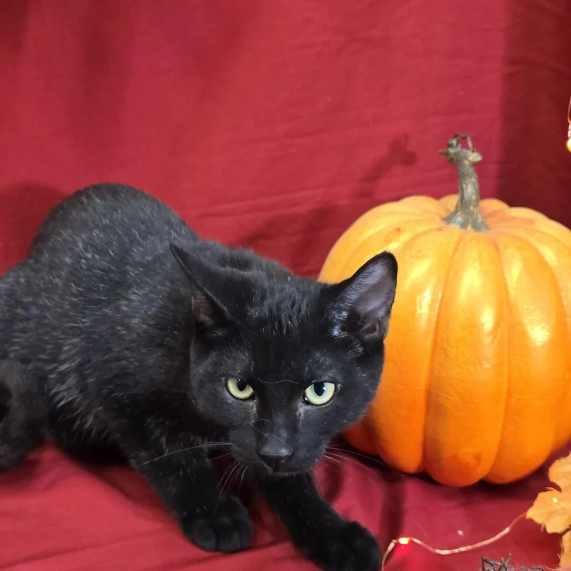 A young medium-sized male Black Domestic Short Hair cat named Squirrel for adoption in Payson, AZ