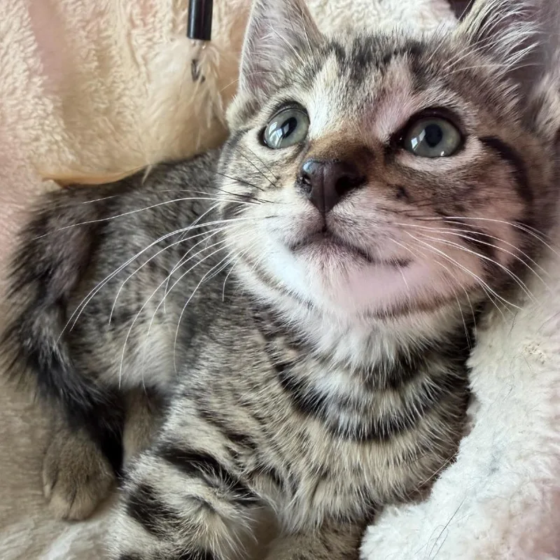 A baby small-sized male Black Domestic Medium Hair cat named Jasper Aka Shotgun for adoption in San Antonio, TX