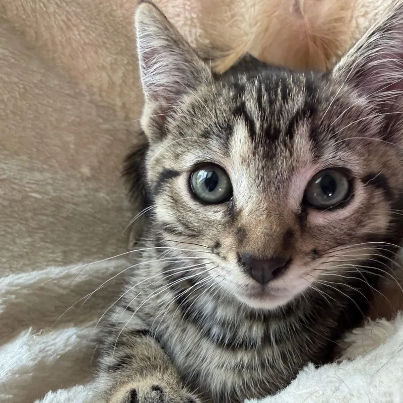 Jasper Aka Shotgun thumbnail 3