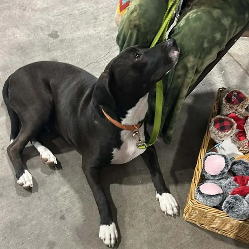 An adult medium-sized male Bicolor Terrier dog named Snoops for adoption in Corpus Christi, TX