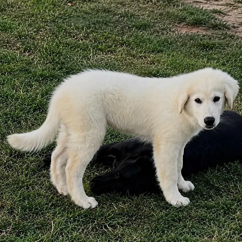 Vito