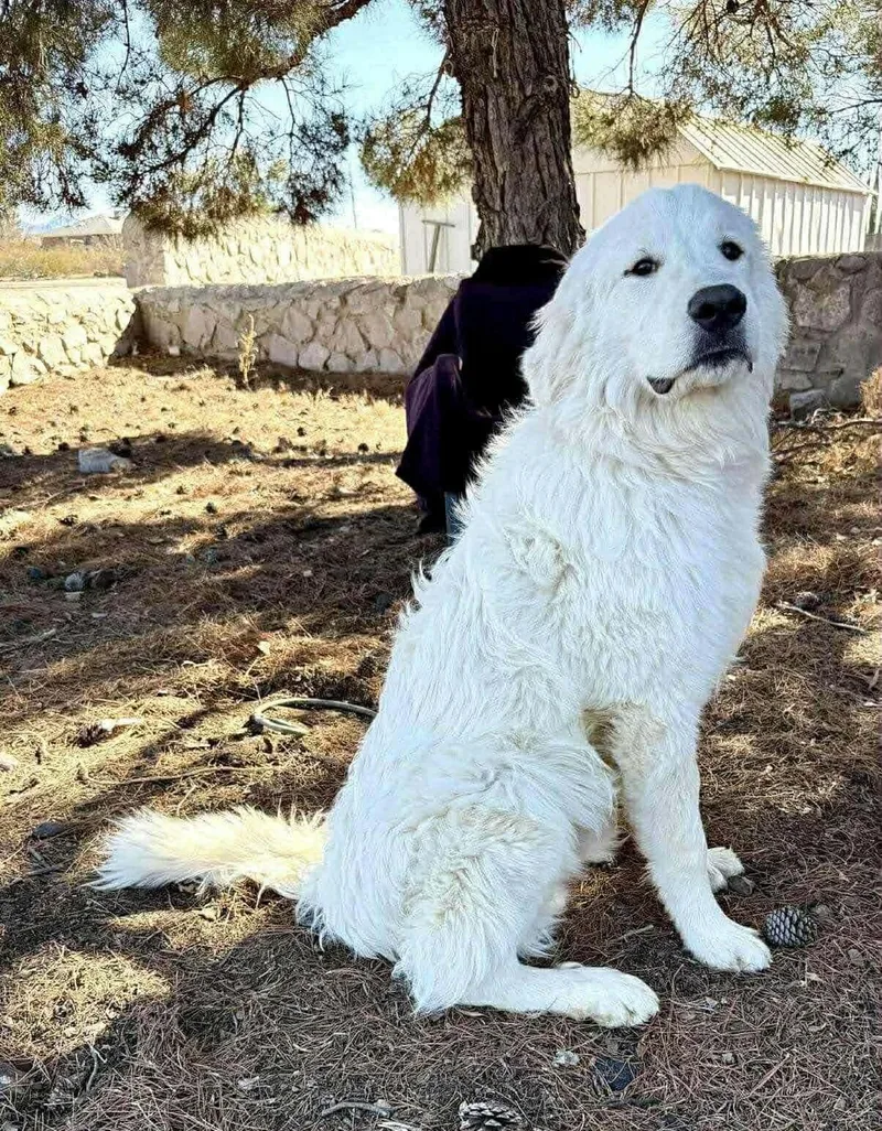 A young large-sized male White / Cream Great Pyrenees dog named Titan for adoption in Encino, CA