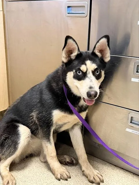 A young medium-sized female Siberian Husky dog named Drea for adoption in Riverside, CA