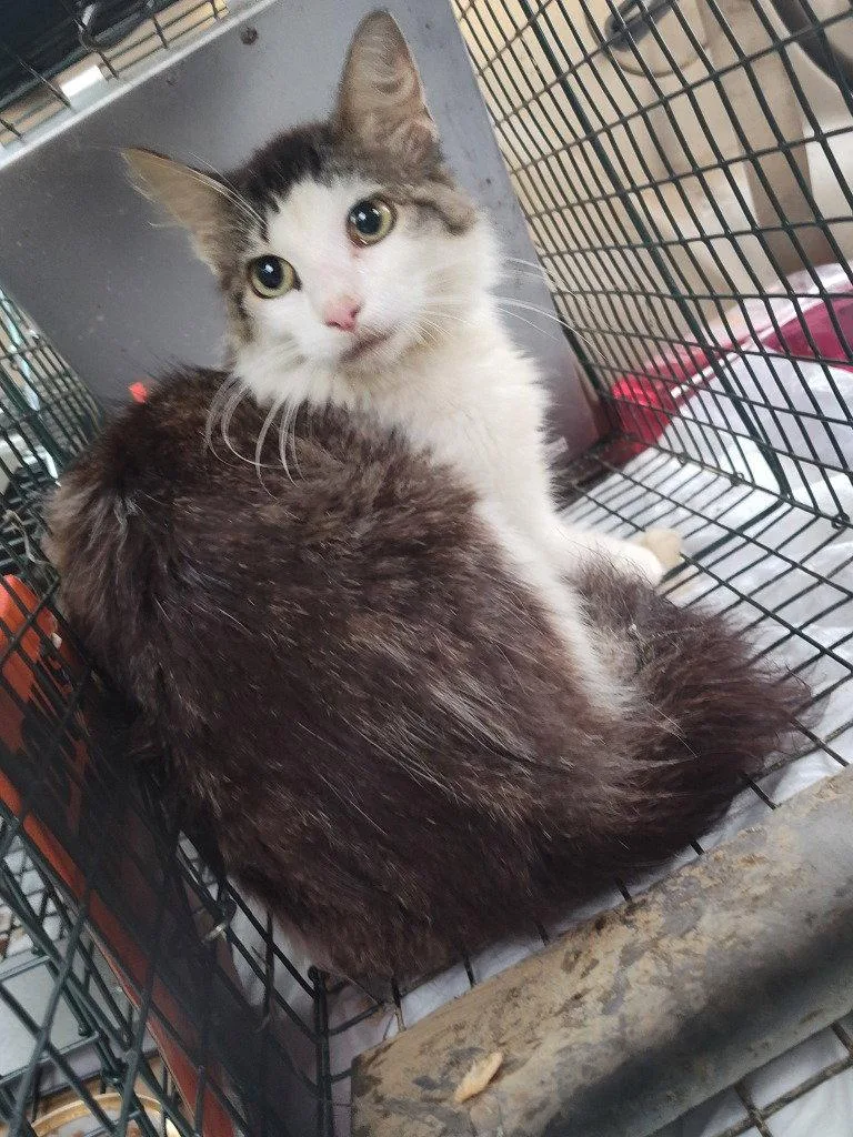 An adult medium-sized female Domestic Short Hair cat named Momma Casey for adoption in Cromwell, KY
