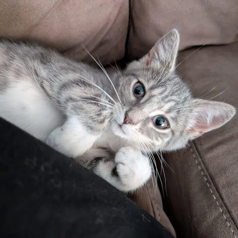 A baby medium-sized female Tabby (Gray / Blue / Silver) Domestic Short Hair cat named Pusheen for adoption in Lake Orion, MI